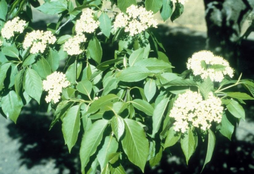 Viburnum, Nannyberry. Viburnum lentago.  Open to see discounts.