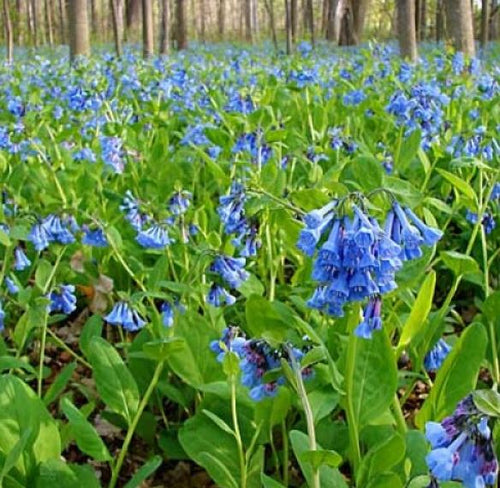 Virginia Bluebell. Mertensia virginica.  Open to see discounts.