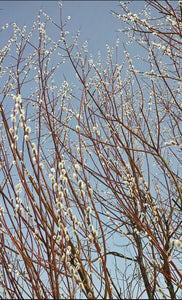 Willow, Pussy. Salix discolor.  Open to see discounts.