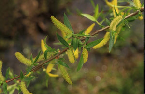 Willow, Black. Salix nigra.  Open to see discounts.