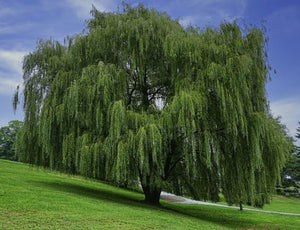 Willow, Weeping. Salix babylonica.  Open to see discounts.