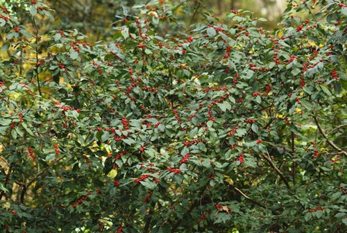 Winterberry.  Ilex verticillata.  Open to see discounts.