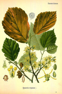 Witchhazel. Hamamelis virginiana.  Open to see discounts.